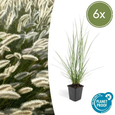 Produktbild von Lampenputzer-Gras - Pennisetum alopecuroides 'Hameln' - 9cm Topf - Set mit 6 Pflanzen