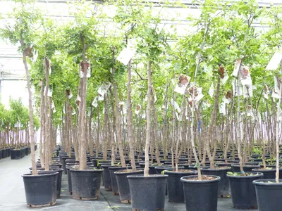 Produktbild von chin. Dattel 150 - 170 cm Dattelbaum 5 - 8 cm Stammumfang, Ziziphus jujuba,