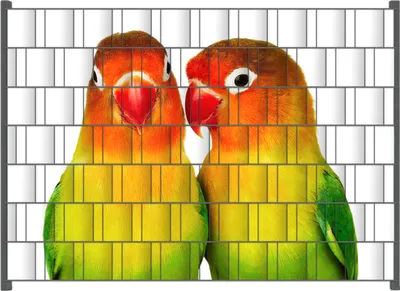 Produktbild von Wallario Zaunsichtschutz mit Motiv Papageien auf dem dünnen Ast für Ein- und Doppelstabmatten Zäune in der Größe 200 x 140 cm