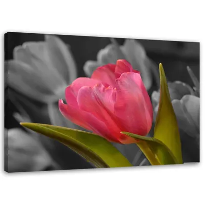 Produktbild von Leinwandbild blühende rote tulpe 120x80 cm Feeby rosa wandbild bereit zum aufhängen