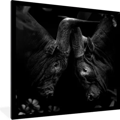 Produktbild von MuchoWow® Gerahmtes Poster Tiere - Dschungel - Kühe - Schwarz - Weiß 40x40 cm - Poster mit Schwarzem Bilderrahmen Wandposter Rahmen Foto Bilder - Mit Rahmen - Wanddekoration Schlafzimmer