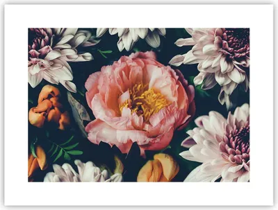 Produktbild von Poster - Poster ohne Rahmen - Blumen Pfingstrose Holzig - 40x30 cm - Wand Bild - Wanddeko - Wandbilder - Kunstposter - Wandposter - Bilder - Kunstdruck - Wanddekoration - Wandbild - P2XAA40x30-4661
