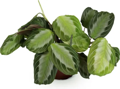 Image de Maranta « Fascinator Silverband » - Plante d'intérieur adaptée aux animaux