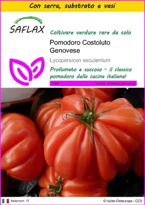 Immagine prodotto di SAFLAX Insieme di coltivazione - Pomodoro Costoluto Genovese - 10 semi - Lycopersicon