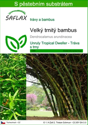 Obrázek produktu pro SAFLAX - Velký trnitý bambus - Dendrocalamus arundinacea - 50 Semena - S pěstebním substrátem bez klíčků