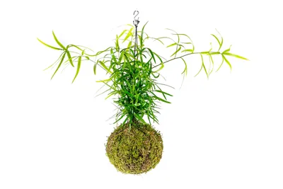 Obrázok produktu pre Gardners Kokedama Asparagus Falcatus (L)