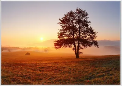 Produktbild von Wallario Wandbild Sonnenaufgang über der Wiese mit Nebel, Größe: 70,30 x 100,30 cm, Poster mit weißem Kunststoffrahmen