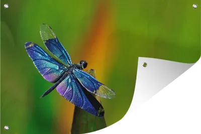 Produktbild von MuchoWow® 120x80 cm Outdoor-Poster Gartendeko Sichtschutz Garten Poster für den Garten  Eine blaue Libelle