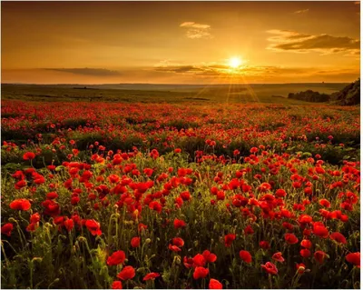 Produktbild von Wallario Poster - Mohnblumenwiese bei Sonnenuntergang am Abend, Kunstdruck Größe: 40 x 50 cm