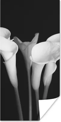 Produktbild von MuchoWow® Poster Eine Nahaufnahme von Calla-Lilien-Blüten auf schwarzem Hintergrund 20x40 cm - Plakat - Foto