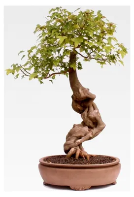 Produktbild von Bonsai - A. buergerianum, Dreispitzahorn, Neagari