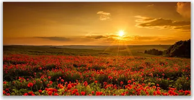 Produktbild von Tulup Leinwand-Bilder 120x60 Wandbild Canvas Kunstdruck See Wiese Blumen Natur