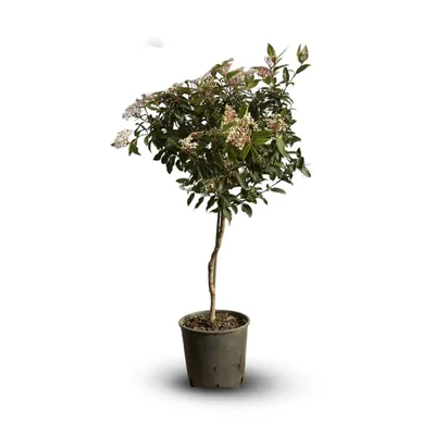 Zdjęcie produktu dla Laurier tin: Viburnum tinus - wysokość: 90-100 cm - średnica: 22 cm - roślina do uprawy na zewnątrz