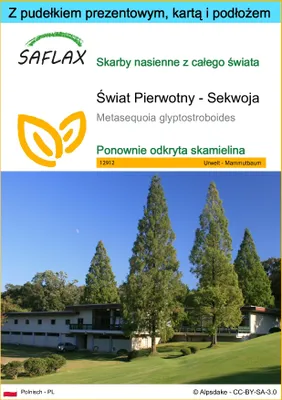 Zdjęcie produktu dla SAFLAX - Zestaw prezentowy - Świat Pierwotny - Sekwoja - 60 Nasiona - Z pudełkiem upominkowym, etykietą wysyłkową, kartą podarunkową i podłożem uprawowym - Metasequoia glyptostroboides