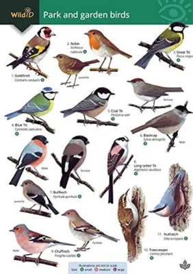 Produktbild von Park and garden birds