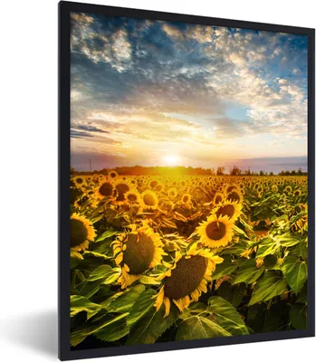 Produktbild von MuchoWow® Gerahmtes Poster Blumen - Sonnenblume - Himmel 60x80 cm - Poster mit Schwarzem Bilderrahmen Wandposter Rahmen Foto Bilder - Premium - Wanddeko Wohnzimmer