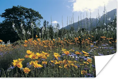 Produktbild von MuchoWow® Poster Blumen - Natur - Farbe 90x60 cm - Schlafzimmer