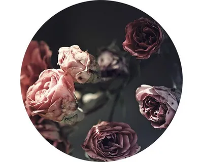 Produktbild von Glasbild Beautiful Roses GLR021 Ø 50 cm