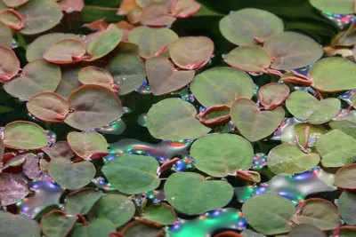 Produktbild von Aquarium Pflanze Phyllanthus fluitans Tropica Nr.028 TC in Vitro Schwimmpflanze