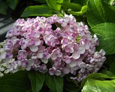 Produktbild von Hydrangea macrophylla Ayesha - Bauernhortensie - 30-40 cm
