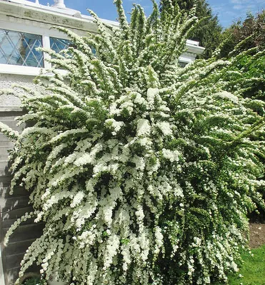 Produktbild von Nippon-Spierstrauch ´SNOWMOUND´ 20-30 cm, Cont. 1,4 l