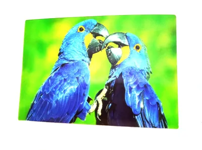 Produktbild von 3 D Ansichtskarte Hyazintharas, Postkarte Wackelkarte Hologrammkarte Tiere Tier Papageien Vogel