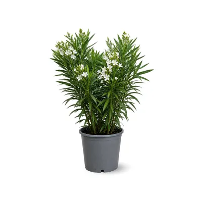 Image de Laurier rose - nerium oleander - ↕ 90-100 cm - ⌀ 24 cm - plante d'extérieur - fleur blanche
