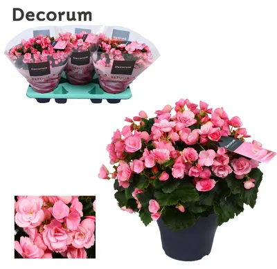 Produktbild von Begonie Betulia Candy - 25-35cm - Ø19cm - Gartenpflanze