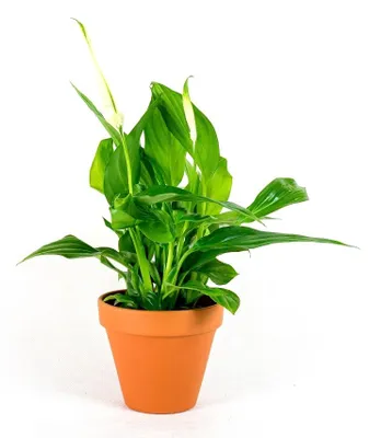 Obrázek produktu pro Gardners Spathiphyllum, průměr 9 cm