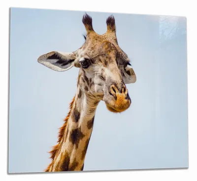 Produktbild von Wallario Herdabdeckplatte aus Glas, Größe 60 x 52 cm 1-teilig, Motiv Nahaufnahme einer Giraffe