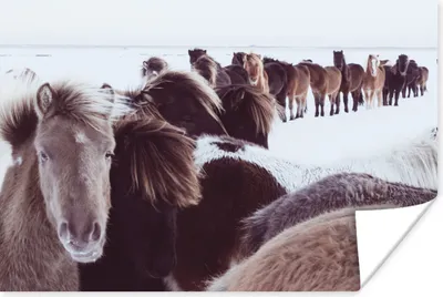 Produktbild von MuchoWow® Poster Pferde - Schnee - Weiß 120x80 cm - Bilder