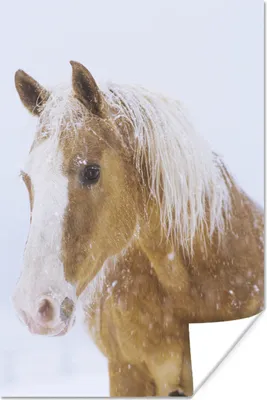 Produktbild von MuchoWow® Poster Pferd - Schnee - Winter 120x180 cm - Kunstposter