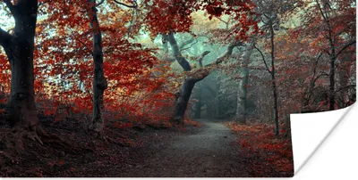 Produktbild von MuchoWow® Poster Waldweg - Bäume - Weg durch den Wald - Herbst 80x40 cm - Wanddeko