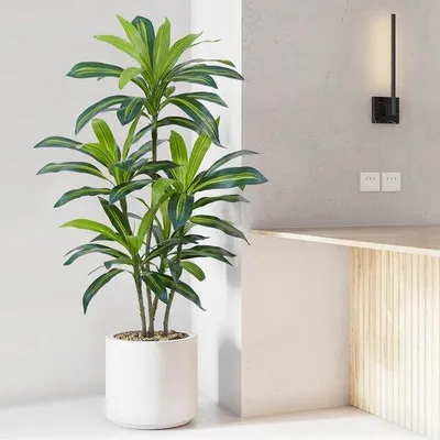 Obrázek produktu pro Umělý strom Dracaena, 120 cm, černý, jako dekorace do obývacího pokoje