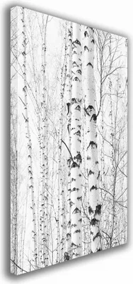 Zdjęcie produktu dla OBRAZ NA PŁÓTNIE 011 Brzozy 40x60cm