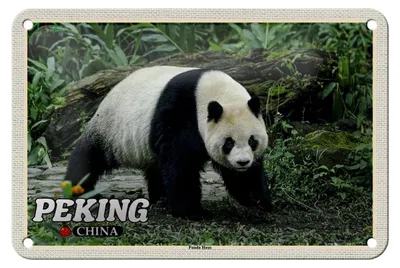 Produktbild von Blechschild Reise 18x12cm Peking China Panda Haus Schild