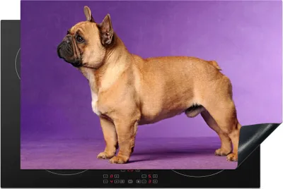Produktbild von KitchenYeah© Herdabdeckplatte Französische Bulldogge - Braun - Lila , 81x52cm, Küche Deko, Glaskeramikkochfeld Herdabdeckung, Abdeckplatte fùr Kochfeld