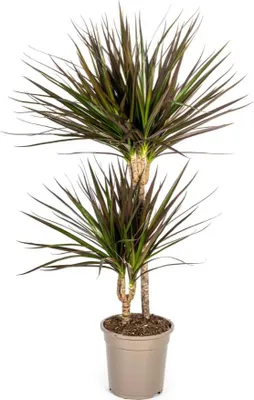 Immagine prodotto di Dracaena Marginata Magenta, pianta da appartamento, Ø19cm, altezza 70-90cm