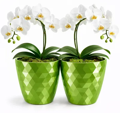 Immagine prodotto di Set di 2 vasi in plastica lucida, color verde