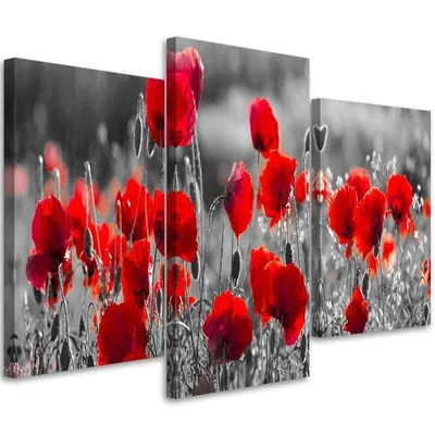 Zdjęcie produktu dla Obraz tryptyk na płótnie, Czerwone maki na czarno-białej łące 60x40 cm Feeby czerwony obraz na ścianę gotowy do powieszenia