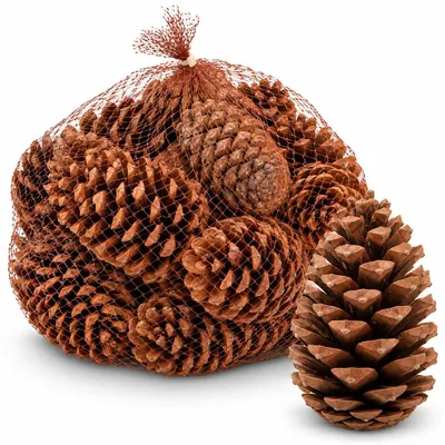 Produktbild von Maritima Zapfen 14-18 cm 20 Stück Pinus pinaster große Tannenzapfen Deko Advent