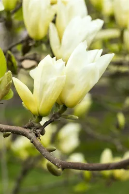 Produktbild von Magnolia 'Yellow River', Magnolie, gelb blühend, 80–100 cm