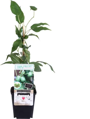Produktbild von Mini-Kiwi Issai 30 cm – Selbstfruchtende Kiwibeere Actinidia arguta winterhart, süße Früchte, ideal für Garten & Balkon