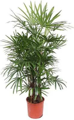 Produktbild von Steckenpalme Rhapis Excelsa Zimmerpflanze 190cm Ø34cm pflegeleicht Damenpalme
