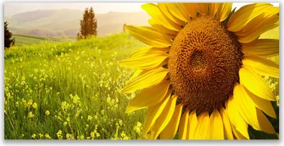 Produktbild von Tulup Leinwand-Bilder 120x60 Wandbild Canvas Kunstdruck Sonnenblume Pflanzen
