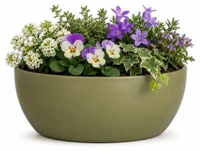 Produktbild von Floran Pflanztopf - Schale - grun - Keramik matt - 22 x 9 cm