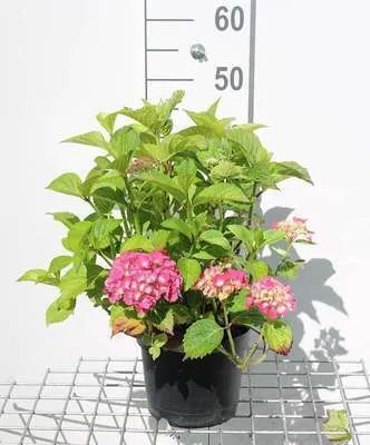 Image de Hydrangea macr. red/red - Hydrangeas 25- 30 cm Conteneur
