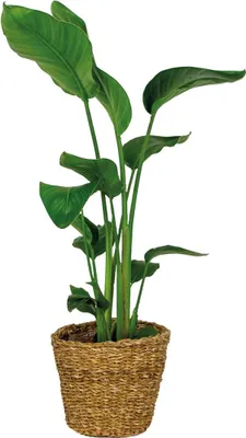 Produktbild von Strelitzia Nicolai - Paradiesvogelpflanze - Paradiesvogelblume - Zimmerpflanzen - Luftreinigend - Pflegeleicht - 80-100 cm Hoch - Rattan Korb 21 cm