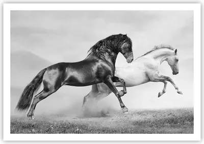 Produktbild von Poster - Poster ohne Rahmen - Pferde Tiere Galopp Wiese - 100x70 cm - Wand Bild - Wanddeko - Wandbilder - Kunstposter - Wandposter - Bilder - Kunstdruck - Wanddekoration - Wandbild - P2XAA100x70-2683