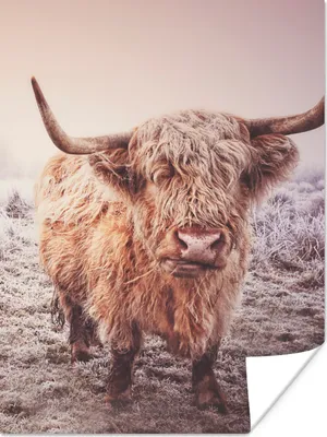 Produktbild von MuchoWow® Poster Schottische Highlander - Schnee - Sonne 90x120 cm - Wohnzimmer